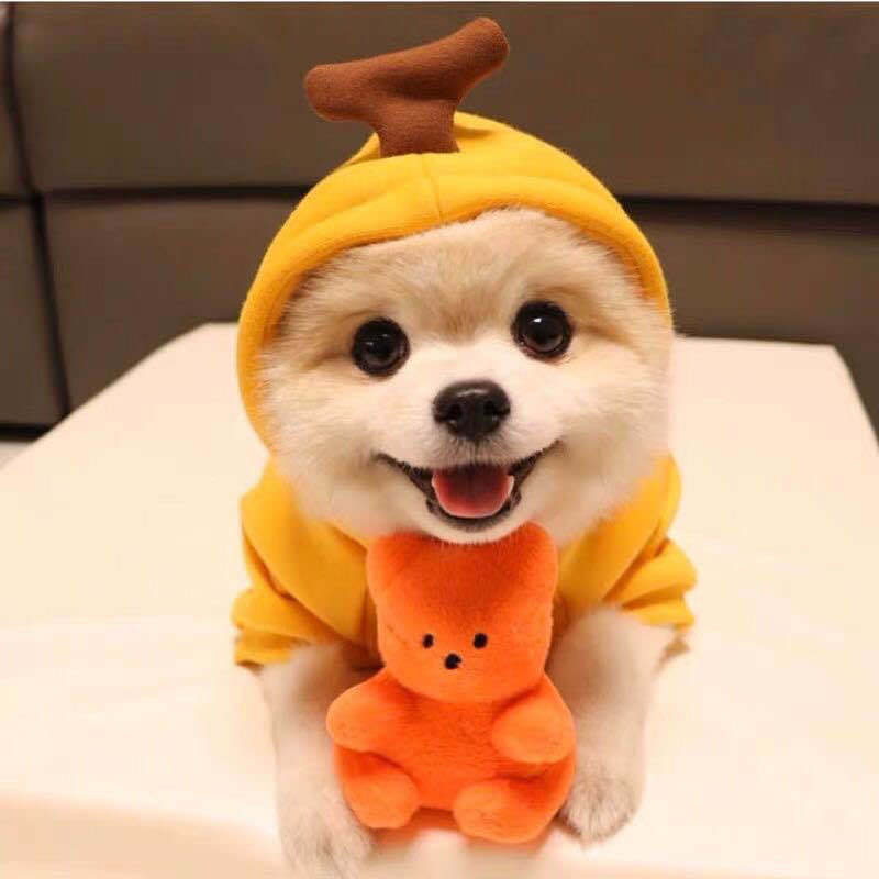 Adorable Warmth – Fruit Pet Hoodies